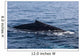 Humpback Whale Surfaces to Wall Decal Design 1