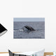 Humpback Whale Dives Caribbean Wall Decal