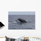 Humpback Whale Dives Caribbean Wall Decal