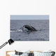 Humpback Whale Dives Caribbean Wall Decal