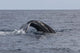 Humpback Whale Dives Caribbean Wall Decal