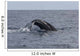 Humpback Whale Dives Caribbean Wall Decal