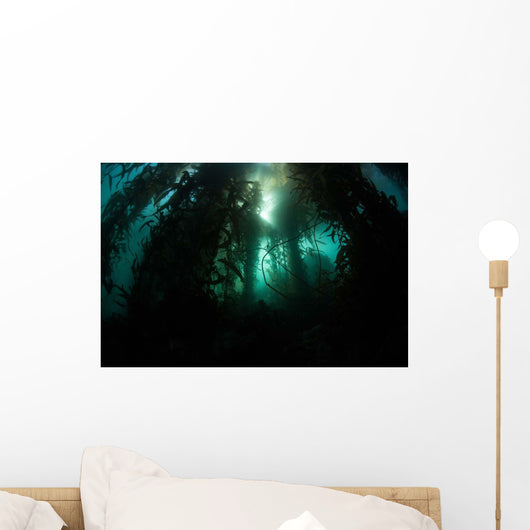 Giant Kelp Macrocystis Pyrifera Wall Decal Design 5