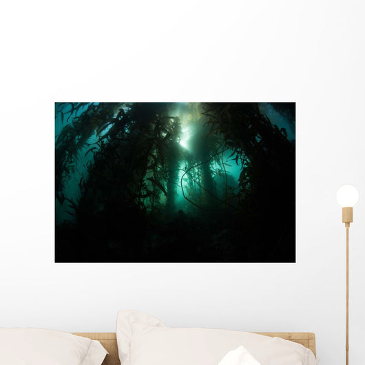 Giant Kelp Macrocystis Pyrifera Wall Decal Design 5