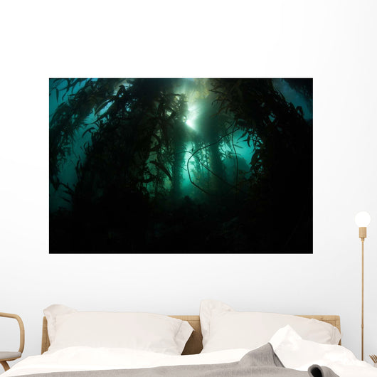 Giant Kelp Macrocystis Pyrifera Wall Decal Design 5