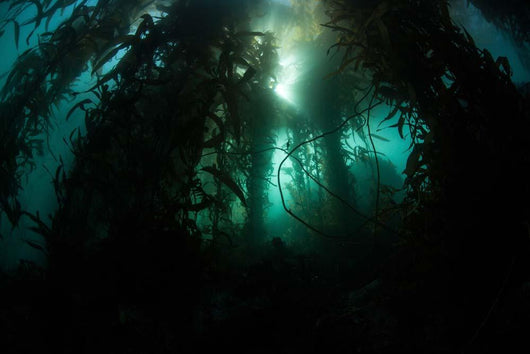 Giant Kelp Macrocystis Pyrifera Wall Decal Design 5