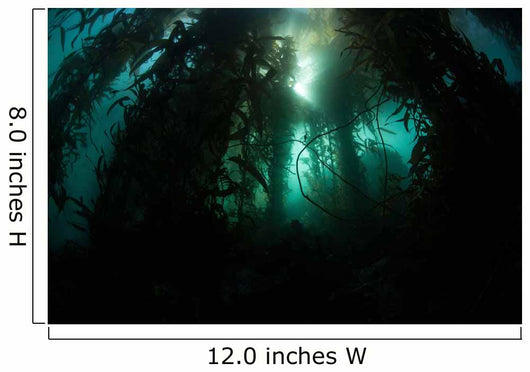 Giant Kelp Macrocystis Pyrifera Wall Decal Design 5