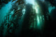 Giant Kelp Macrocystis Pyrifera Wall Decal Design 4