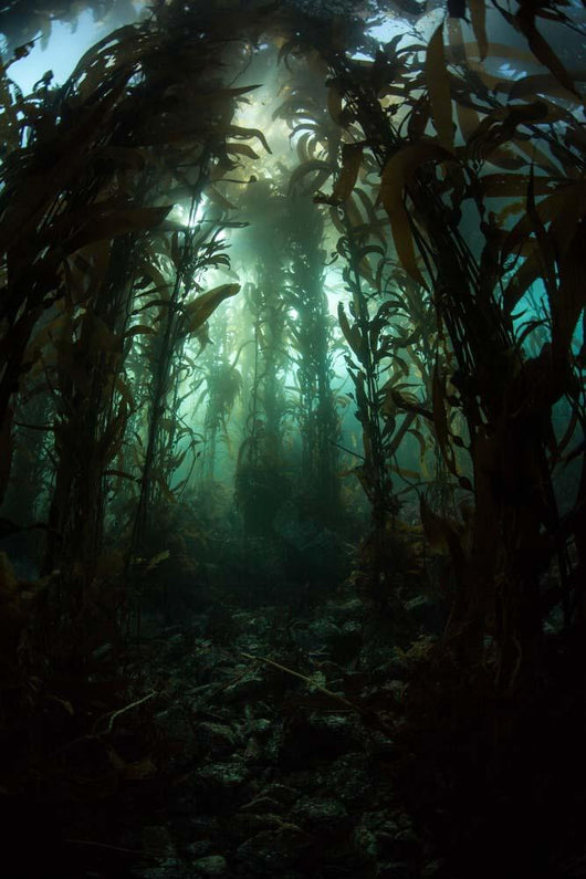 Giant Kelp Macrocystis Pyrifera Wall Decal Design 3