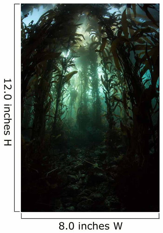 Giant Kelp Macrocystis Pyrifera Wall Decal Design 3