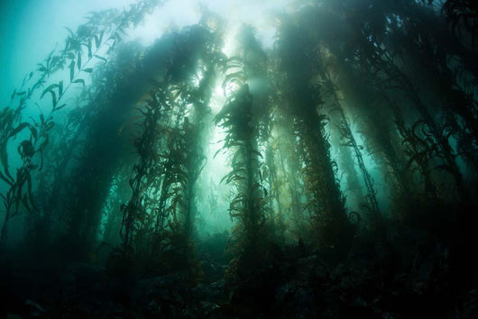 Giant Kelp Macrocystis Pyrifera Wall Decal Design 2