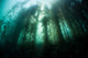 Giant Kelp Macrocystis Pyrifera Wall Decal Design 2