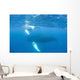 Mother and Calf Humpback Wall Decal Design 4
