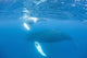 Mother and Calf Humpback Wall Decal Design 4