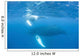 Mother and Calf Humpback Wall Decal Design 4
