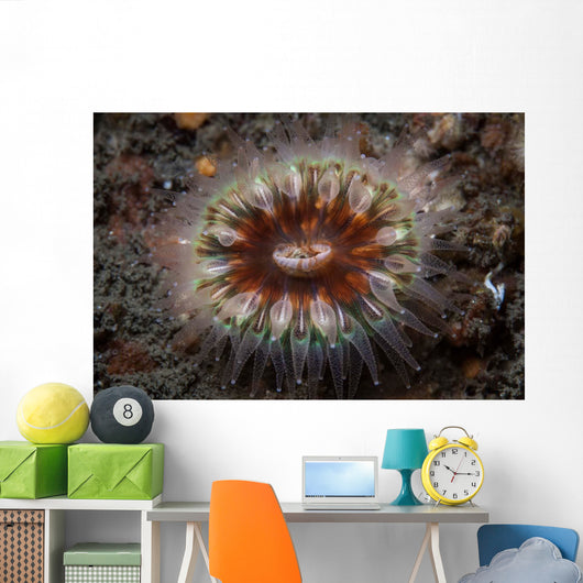 Large Coral Polyp Grows Wall Decal