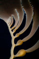 Giant Kelp Grows off Wall Decal