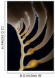 Giant Kelp Grows off Wall Decal