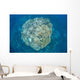 Large Coral Bommie Grows Wall Decal Design 2