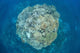 Large Coral Bommie Grows Wall Decal Design 2