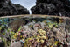 Colorful Coral Reef Grows Wall Decal Design 7