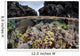 Colorful Coral Reef Grows Wall Decal Design 7
