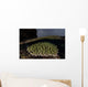 Coral Colony Grows Shallow Wall Decal