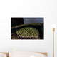 Coral Colony Grows Shallow Wall Decal