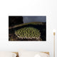 Coral Colony Grows Shallow Wall Decal