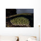 Coral Colony Grows Shallow Wall Decal