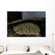 Coral Colony Grows Shallow Wall Decal