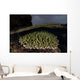 Coral Colony Grows Shallow Wall Decal