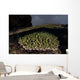 Coral Colony Grows Shallow Wall Decal