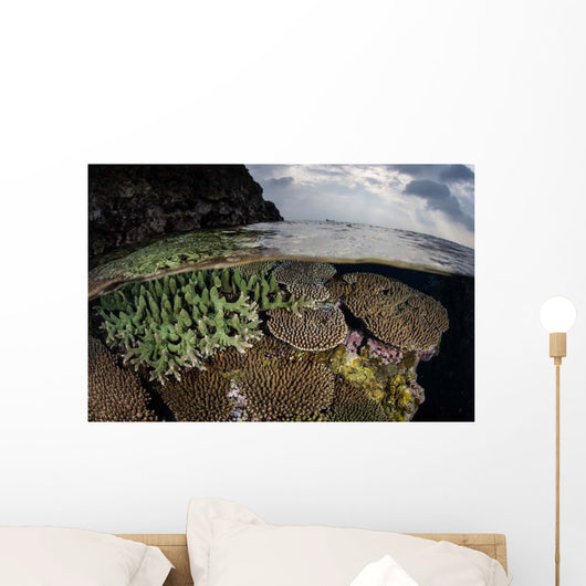 Coral Reef Grows Shallow Wall Decal Design 2