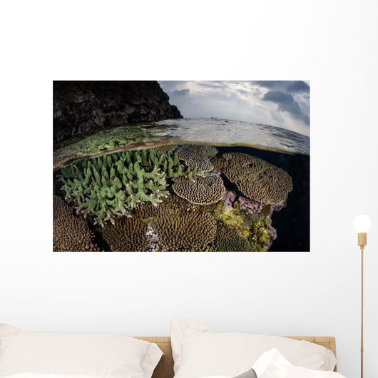 Coral Reef Grows Shallow Wall Decal Design 2