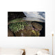 Coral Reef Grows Shallow Wall Decal Design 2