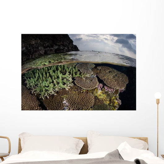 Coral Reef Grows Shallow Wall Decal Design 2
