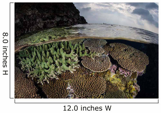 Coral Reef Grows Shallow Wall Decal Design 2