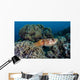 Cuttlefish Lays Eggs Fire Wall Decal