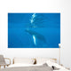 Humpback Whale Swimming Just Wall Decal