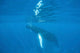 Humpback Whale Swimming Just Wall Decal