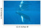 Humpback Whale Swimming Just Wall Decal