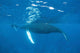 Mother and Calf Humpback Wall Decal Design 3