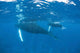 Mother and Calf Humpback Wall Decal Design 2