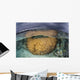 Large Boulder Coral Colony Wall Decal