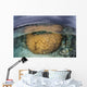 Large Boulder Coral Colony Wall Decal