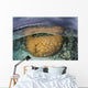 Large Boulder Coral Colony Wall Decal