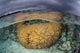 Large Boulder Coral Colony Wall Decal