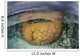 Large Boulder Coral Colony Wall Decal