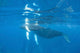 Mother and Calf Humpback Wall Decal Design 1